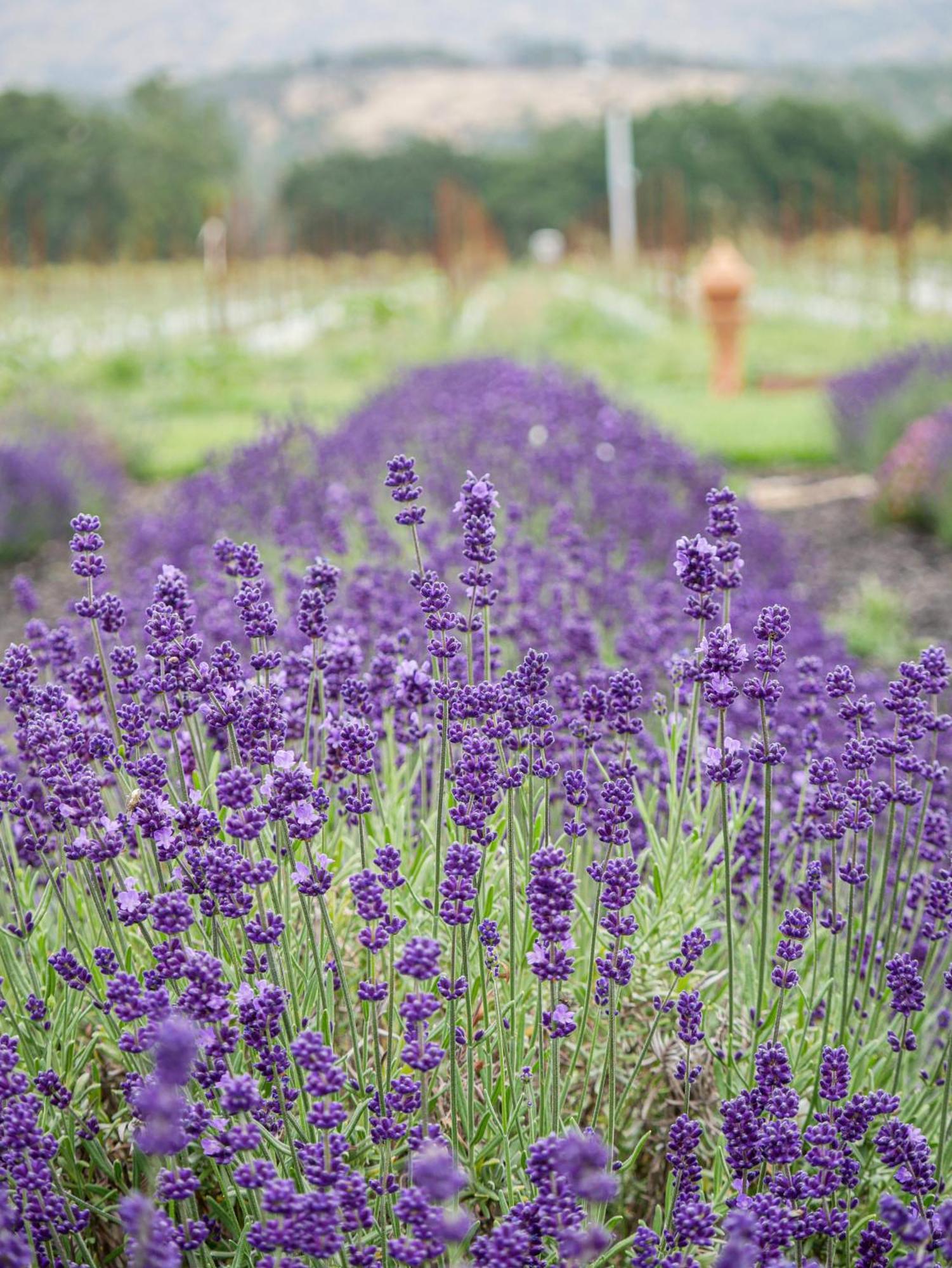 Bann At Oak Knoll Napa Bed & Breakfast ภายนอก รูปภาพ